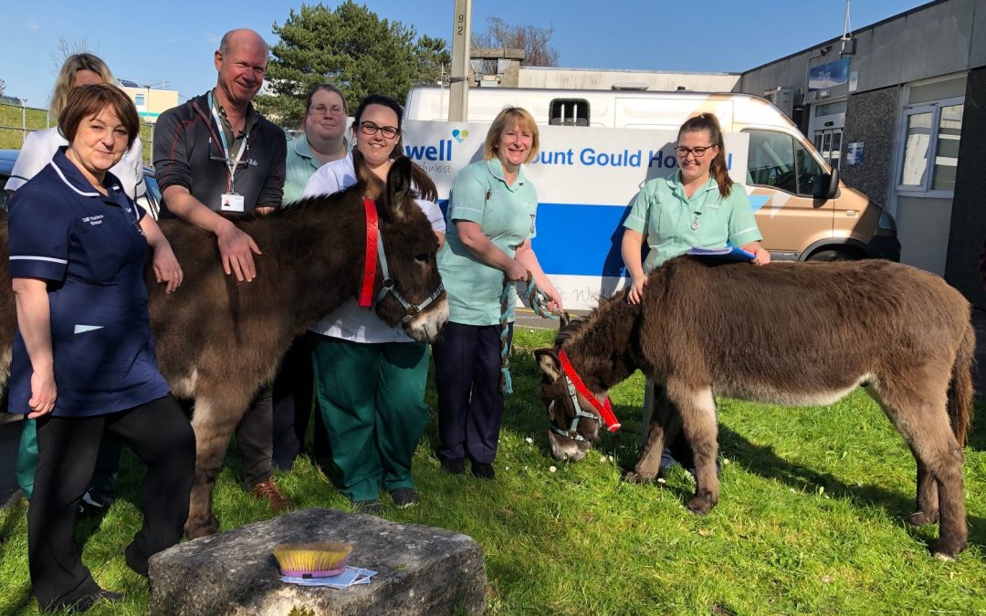 Donkeys making a difference to rehab patients