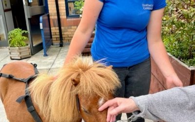 Miniature Shetland ponies visit our specialist dementia care ward