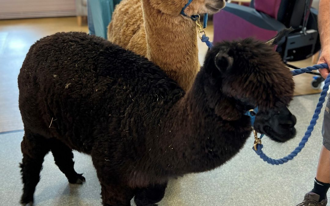 First ever alpaca visit benefits patients on Edgcumbe dementia ward